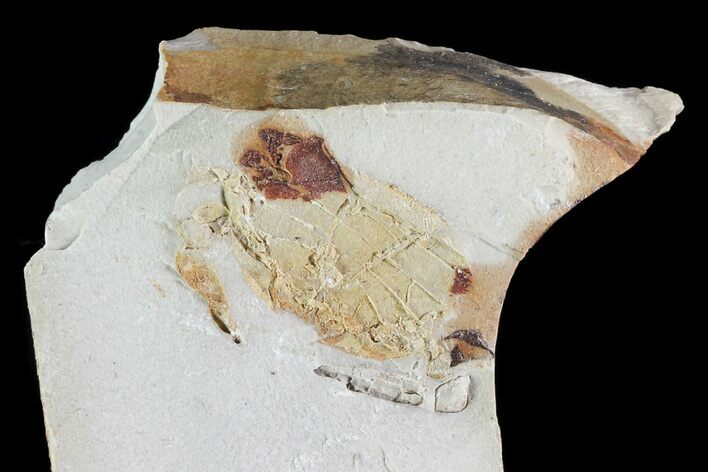 Fossil Pea Crab (Pinnixa) From California - Miocene #74495